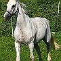 Hessisches_Warmblut 21 (11)